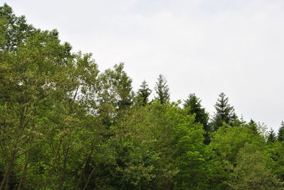 Low angle view of trees against sky