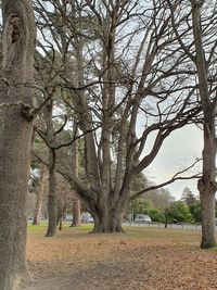 Trees in park