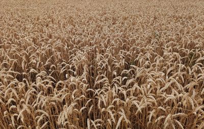 Full frame shot of wheat field