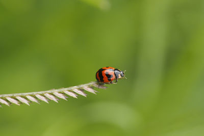 Close-up of ladybug on leaf