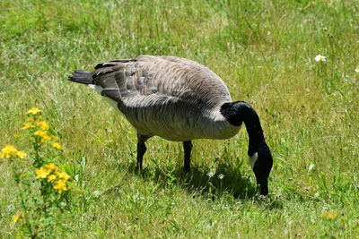 High angle view of bird on field