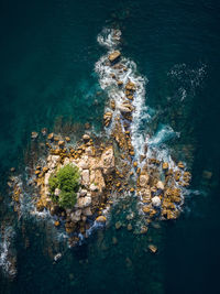 High angle view of coral in sea