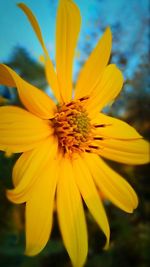 Close-up of yellow flower