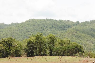 Scenic view of grassy field