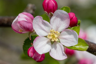 Macro shot of apple blossom in bloom