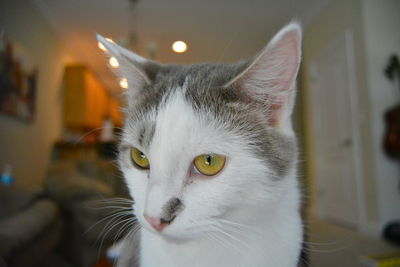 Close-up portrait of cat