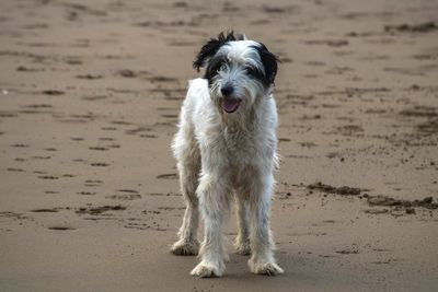 Portrait of dog on sand at beach