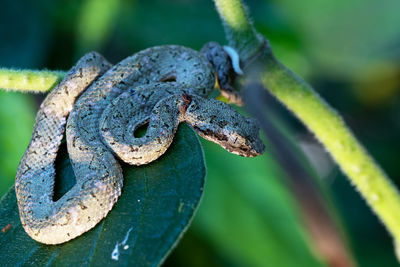 Close up of a venomous snake on a leaf