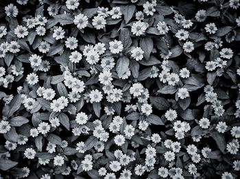 Full frame shot of flowering plants