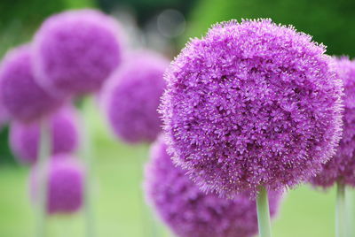 Close-up of allium plant on field