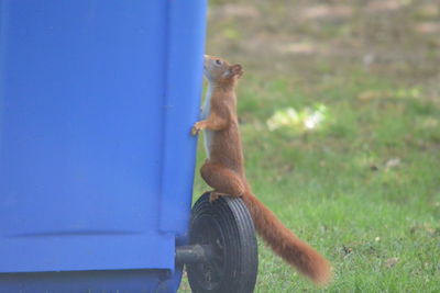 Full length of a squirrel on a field