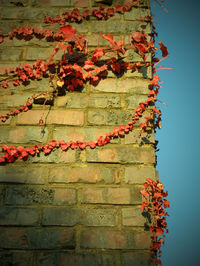 Close-up of ivy on wall