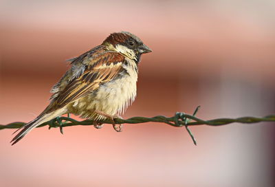 Close-up of bird perching on barbed wire