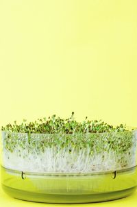Close-up of fresh yellow over white background