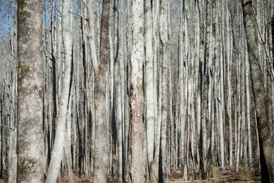 Trees in forest