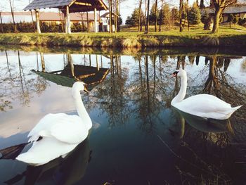 Swans swimming in river