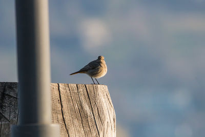 Bird perching on wooden post