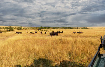 Buffalos in a field