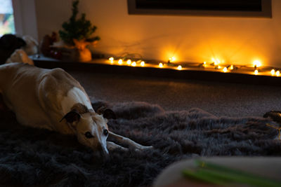 Dog relaxing on rug at home