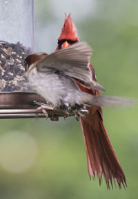 Close-up of bird flying