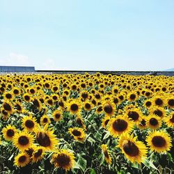 Sunflowers blooming in farm against clear sky