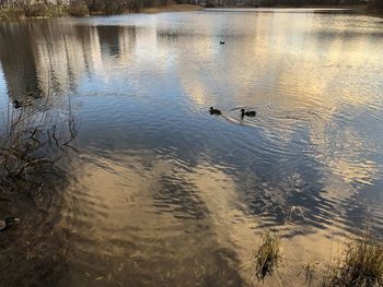 High angle view of birds swimming in lake