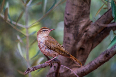 Close-up of bird perching on tree