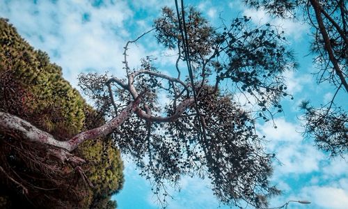 Low angle view of tree against sky