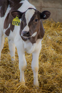 Calf standing on hay