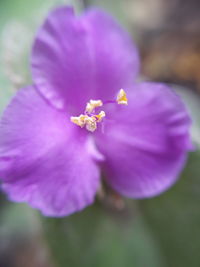 Close-up of purple flowering plant