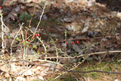 Close-up of plant against blurred background