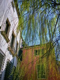 Low angle view of trees