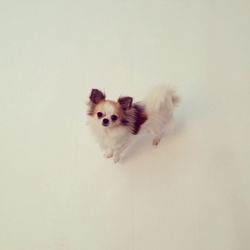 Portrait of dog over white background