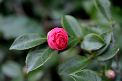 Close-up of pink rose