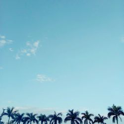 Low angle view of trees against sky