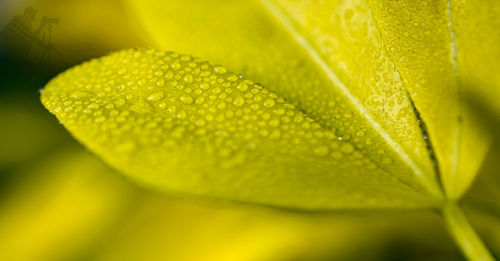 Close-up of wet plant leaves