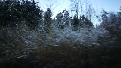 Close-up of trees in forest during winter