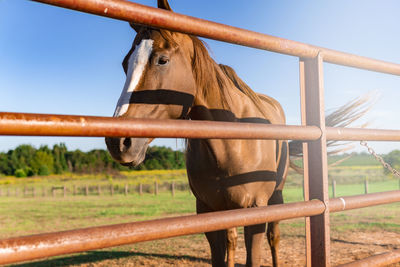 View of horse in field