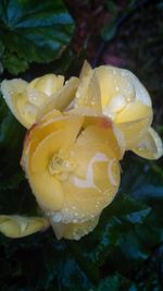 Close-up of wet yellow rose blooming outdoors