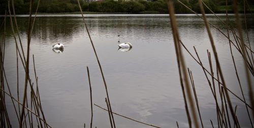 Scenic view of lake