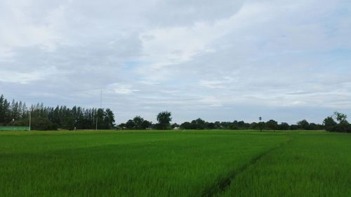 Scenic view of field against sky