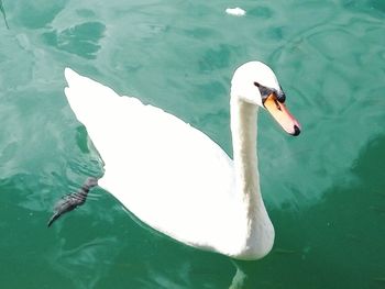 High angle view of swan swimming in lake