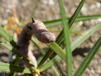 Close-up of snail on plant