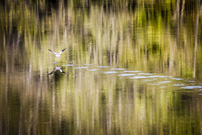 Bird flying over lake