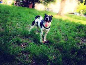 Dog standing on grassy field