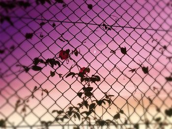 Full frame shot of chainlink fence