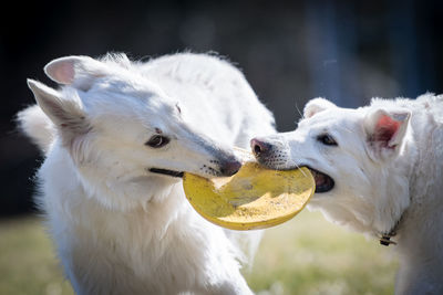 Dogs playing with toy on field