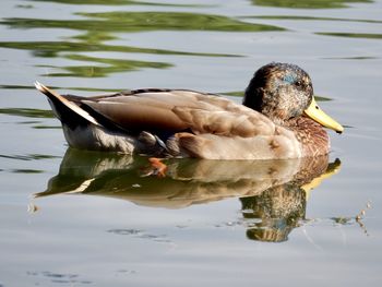 Close-up of duck swimming in lake
