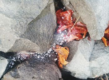 Close-up of rocks in water