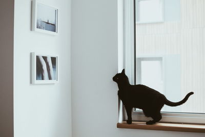 Dog standing at home